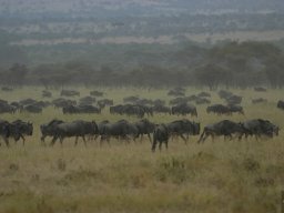 Western_Corridor_(Kirawira)2003-052